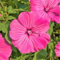 Pink Rose Mallow Seeds | Malva Trimestris Royal Tree French Hollyhock | 2025 Garden Flower Seed Pack