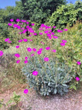 Rock Purslane Cuttings 6 Pack - Magenta Purple Bloom - Calandrinia Spectabilis