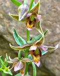 Adam & Eva Orchid Bare-Root Plant - Putty Root - Rare Indoor Orchid - (Scientific Name: Aplectrum hyemale)