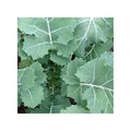 Kale Seeds - Premier Non-GMO Heirloom, Early Hanover Variety, Fast Shipping - Brassica oleracea