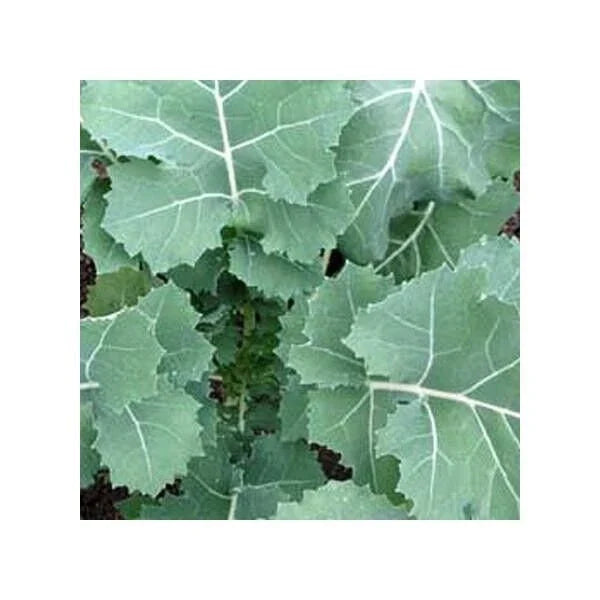 Kale Seeds - Premier Non-GMO Heirloom, Early Hanover Variety, Fast Shipping - Brassica oleracea