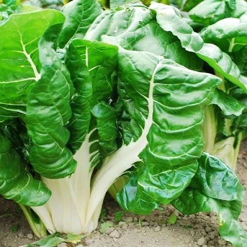 Swiss Chard Seed - Fordhook Giant Variety - Non-GMO Fresh Seed - Beta vulgaris subsp. cicla