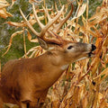 Dinner Getter Deer Food Plot Corn Seeds - 100 Seeds - High Yield, Attractive for Deer - Zea mays