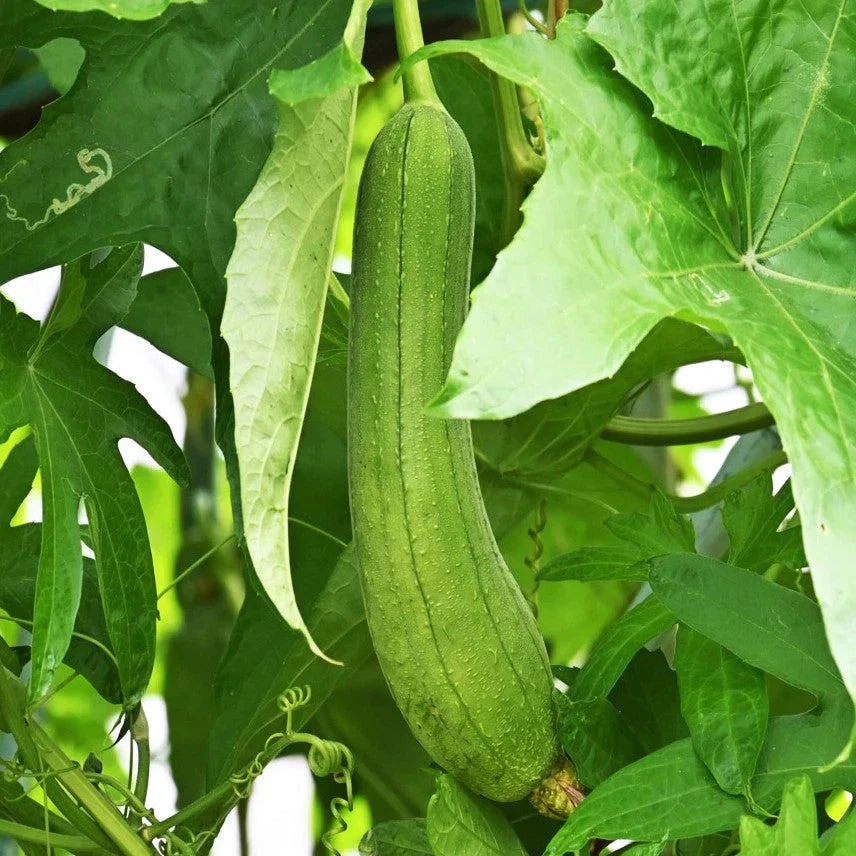 Luffa Gourd Seeds - Smooth Long Hybrid - Dok Variety - Perfect for Dish Sponge - Ideal for 2025 Planting