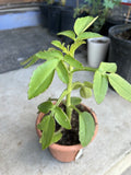 Organic Kalanchoe Prolifera Live Plant - Succulent Houseplant for Home Decor, Easy Care, Green Foliage
