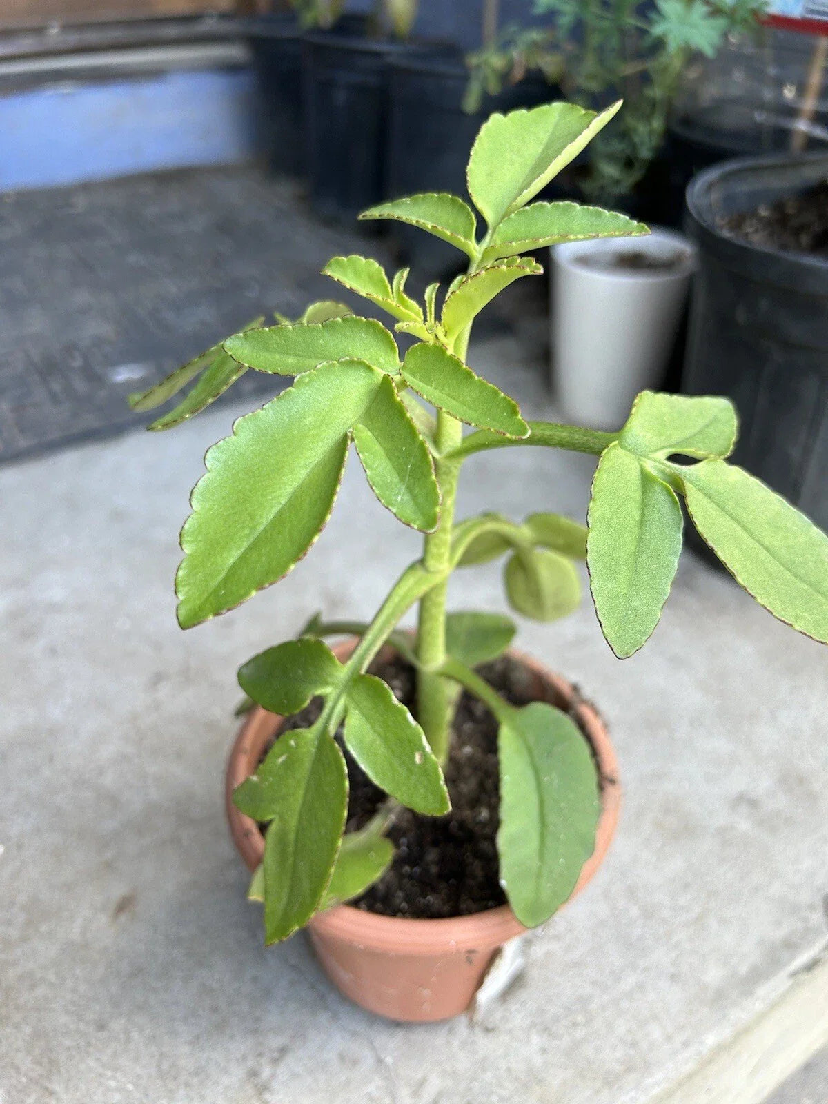 Organic Kalanchoe Prolifera Live Plant - Succulent Houseplant for Home Decor, Easy Care, Green Foliage