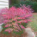 Heavenly Bamboo Seeds | 20+ Ornamental & Medicinal Seeds | Nandina domestica