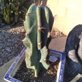 WICKED Blue 12" Cereus Peruvianus Monstrose Cactus Cutting - Unique Succulent Plant for Indoor Gardening and Decor