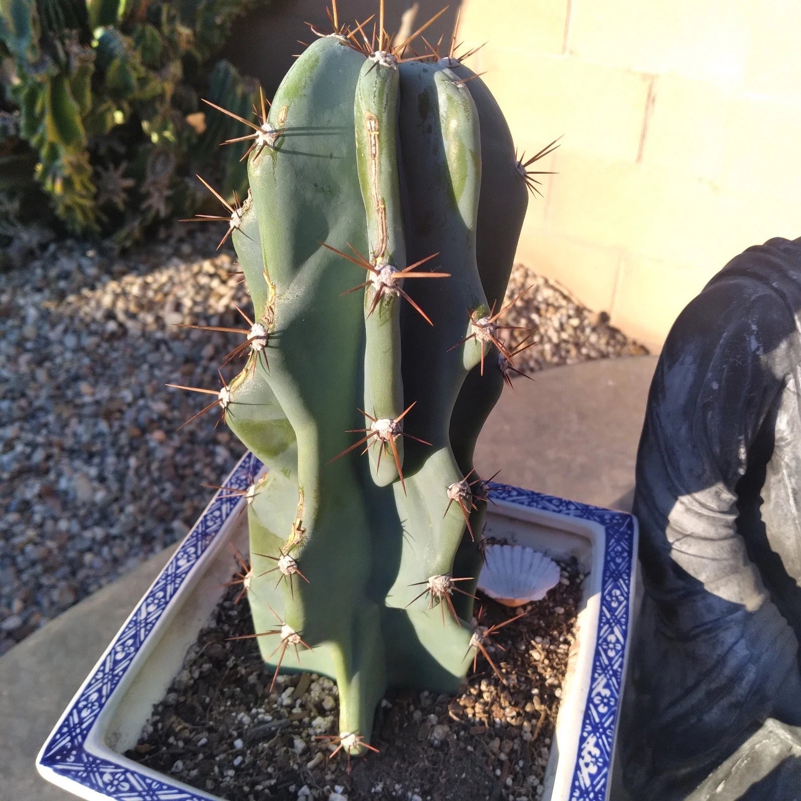 WICKED Blue 12" Cereus Peruvianus Monstrose Cactus Cutting - Unique Succulent Plant for Indoor Gardening and Decor