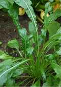 Mibuna Mustard Seeds - 100-2000 Seeds, Strap Leaf Microgreens, Mild Flavor, Brassica rapa var. japonica