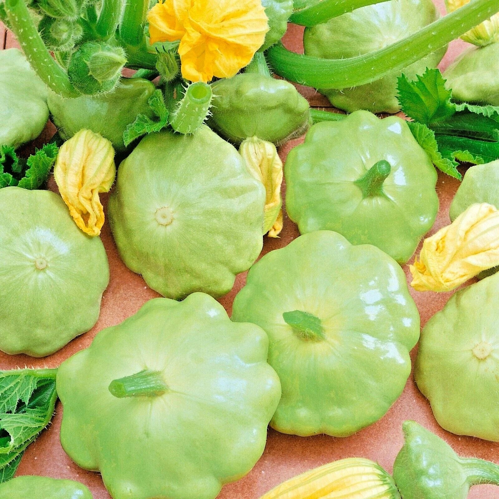 Organic Heirloom Summer Squash Seeds, 40+ Bennings Green Tint, Easy to Grow Vegetable Garden