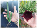 Stapelia Succulent Plant - Black Bell Variety - Exotic Huernia Leendertziae - Rare Houseplant