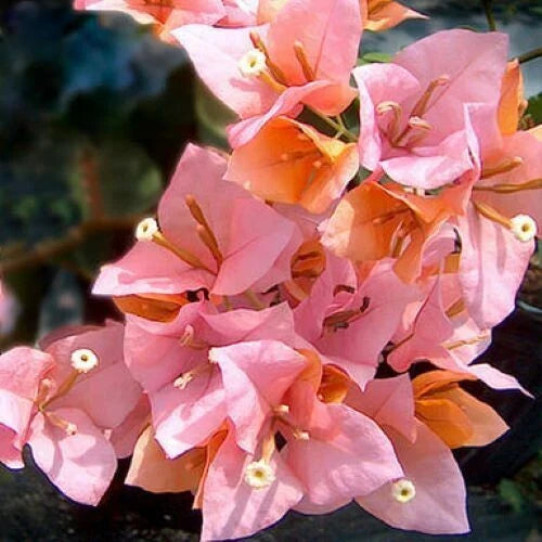 Rare Bougainvillea Starter Plant - Small Well Rooted - HUGH EVANS Variety - Perfect for Gardens and Containers