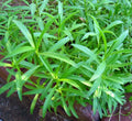 Tarragon Seed 500 Seeds Heirloom Non-GMO Herb Seed (Artemisia dracunculus) Spice Gardening