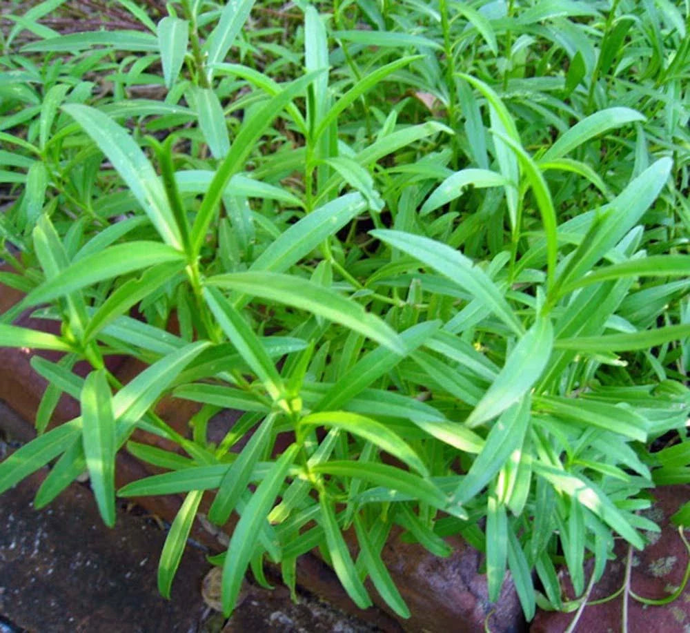 Tarragon Seed 500 Seeds Heirloom Non-GMO Herb Seed (Artemisia dracunculus) Spice Gardening