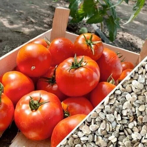 Homestead Tomato Seeds - 30+ Heirloom, Drought Resistant, Non-GMO, Organic - Solanum lycopersicum