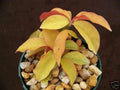 Rare Variegated Cactus Plant - Pereskia aculeata Gold Variegated - 4" Pot - Unique Indoor Plant for Collectors