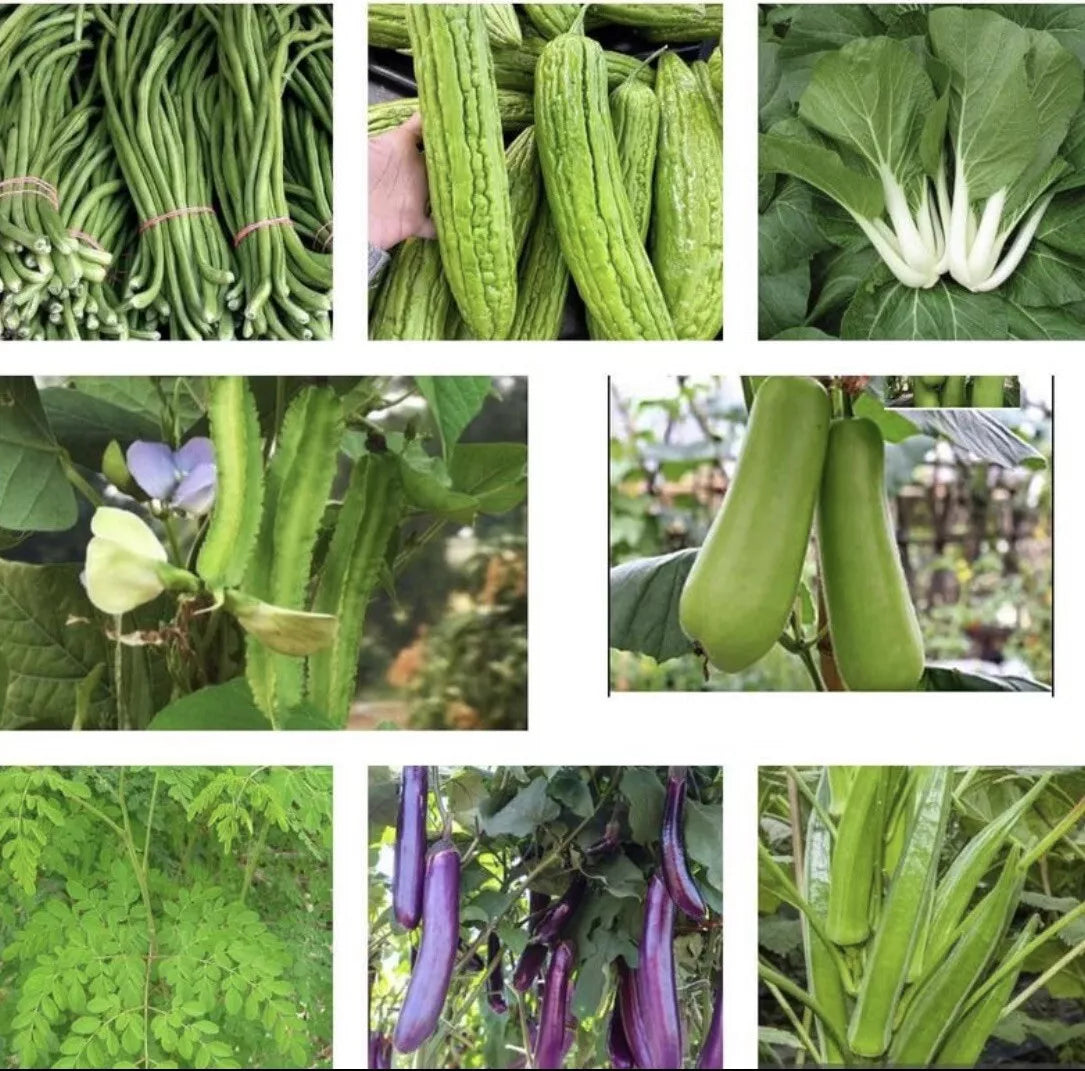 Set of 25 Asian Vegetable Seeds Variety Pack - Heirloom Seeds for Gardening - Includes Unique Edibles