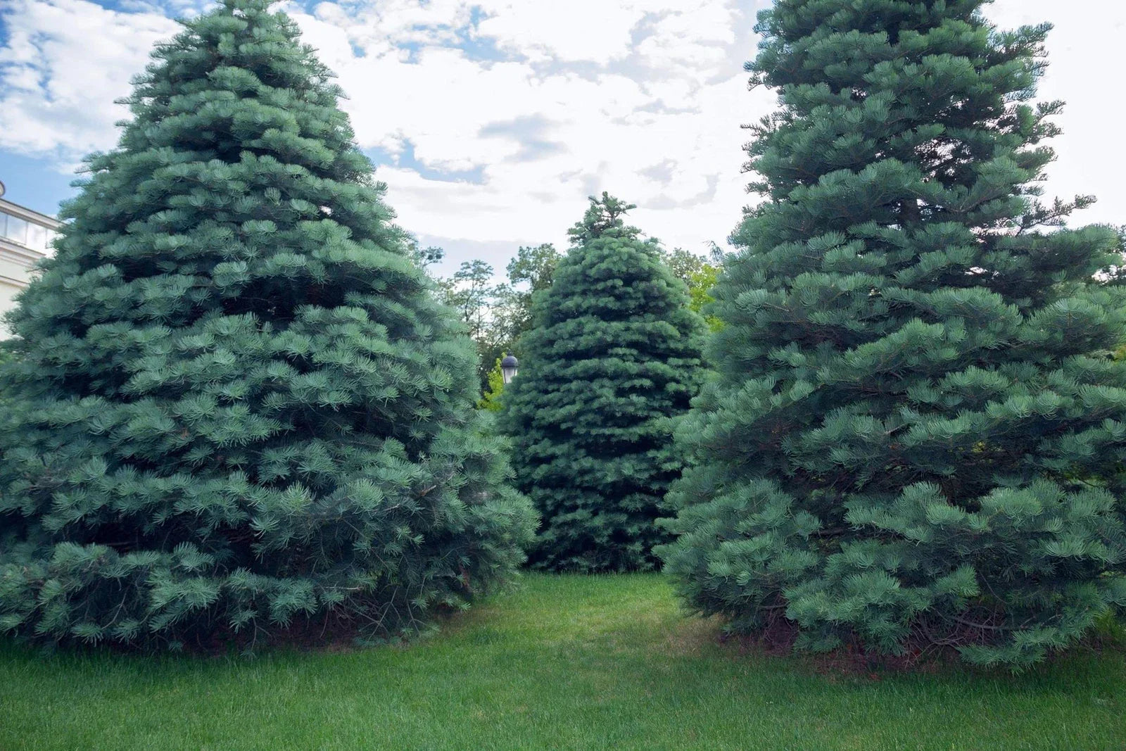 Apache White Fir Seeds | 30 Seeds | Abies concolor | Native AZ Apache Variety