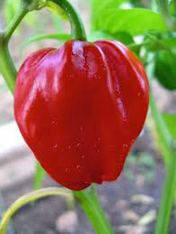 Habanero Chile Pepper Seeds, Heirloom Variety, 20+ Spicy Seeds for Fresh & Cooked Dishes, Capsicum chinense