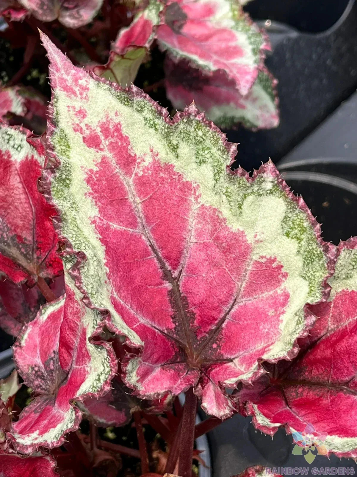 Spitfire Begonia Seeds - 25+ Pack for Garden Planting - Ideal for USA Gardens - Begonia 'Spitfire'