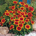 Gaillardia Goblin Sun Worshiper Plant - High Heat Tolerant, Easy to Grow, Colorful Perennial Flower (Gaillardia spp.)