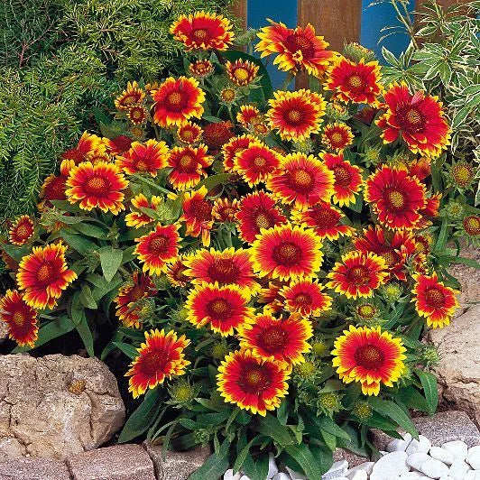 Gaillardia Goblin Sun Worshiper Plant - High Heat Tolerant, Easy to Grow, Colorful Perennial Flower (Gaillardia spp.)