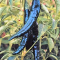 Pasilla Bajio Chilaca Pepper Seeds | Heirloom Non-GMO | Organic Chili Variety | Capsicum annuum