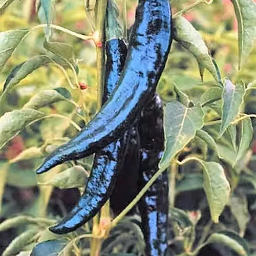Pasilla Bajio Chilaca Pepper Seeds | Heirloom Non-GMO | Organic Chili Variety | Capsicum annuum