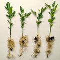 Cold Hardy Citrus Seedling 4-Pack - Varieties for Home Garden - Citrus spp.
