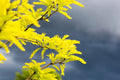 Thornless Honey Locust Seeds (20 Seeds) - Gleditsia triacanthos - Ideal for Planting, Drought-Tolerant, Fast-Growing Trees