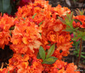 Deciduous Azalea Starter Plant - Gibraltar Variety - Rhododendron - Small Rooted Plant