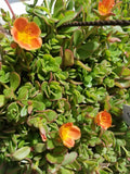 Coral Pink Purslane Cuttings - Single Flower - Portulaca oleracea