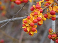 American Bittersweet Vine Seeds | 20 Pack | Celastrus Scandens | Climbing Plant Seeds for Garden and Landscaping
