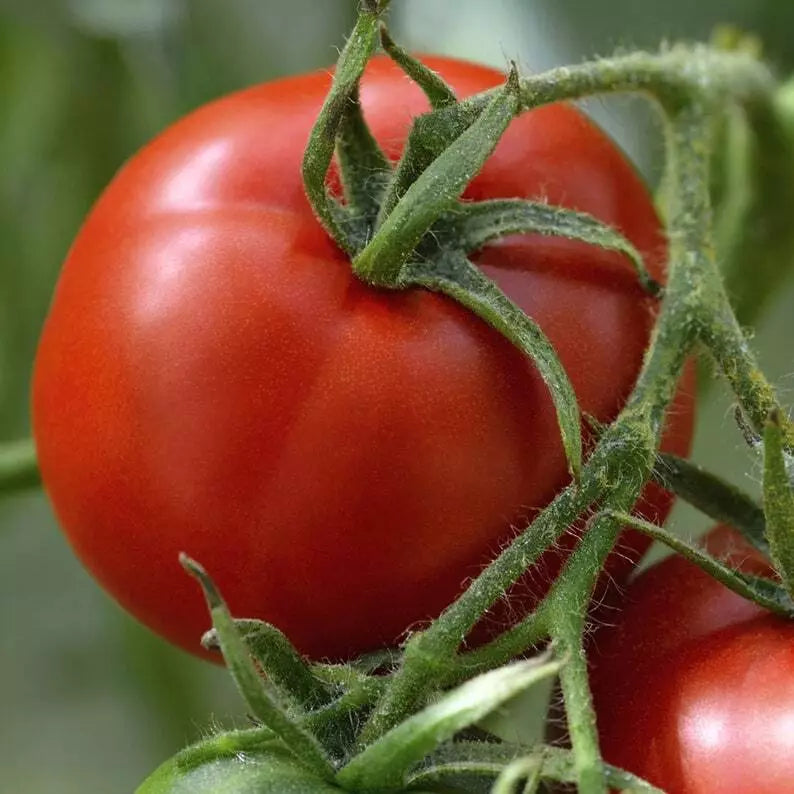 Florida Tomato Seeds 100 Ct Heirloom Non-GMO Vegetable Garden Seeds Lycopersicon esculentum