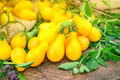 50 Yellow Pear Tomato Seeds - High Yield, Ideal for Salads - Solanum lycopersicum