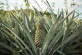 Mordilona Pineapple Seeds - 15+ Pack for Garden Planting - Ananas comosus - USA
