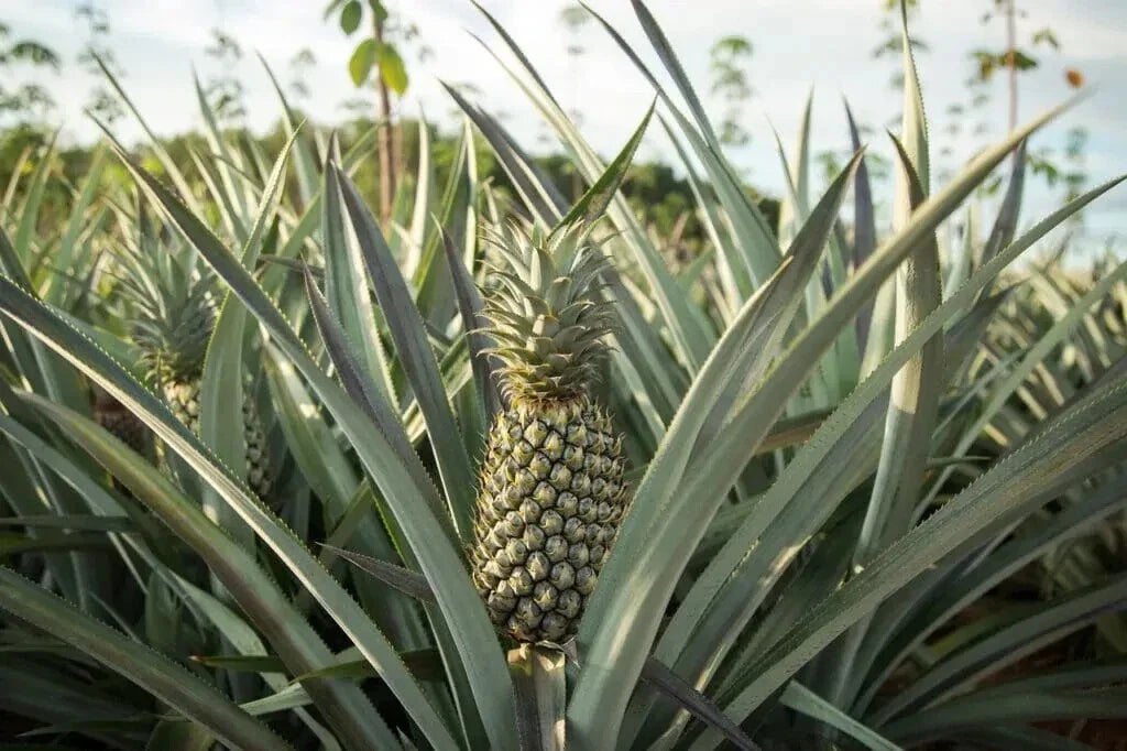 Mordilona Pineapple Seeds - 15+ Pack for Garden Planting - Ananas comosus - USA
