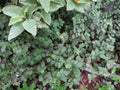 Dwarf Bolivian Wandering Jew Cuttings - 30 Rooted Tradescantia Repens, Easy Care Indoor Plant, Trailing Houseplant