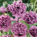 Violetta Blush Poppy Seeds - 200+ Seeds for Garden Planting - Papaver somniferum - USA Seller - FREE SHIPPING