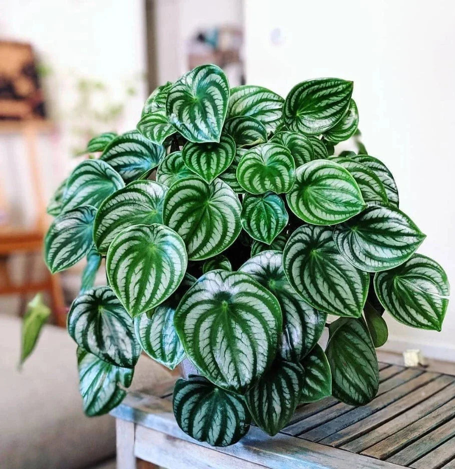 Watermelon Peperomia Starter Plant 4-7" Air Purifying Peperomia Argyreia No Pot