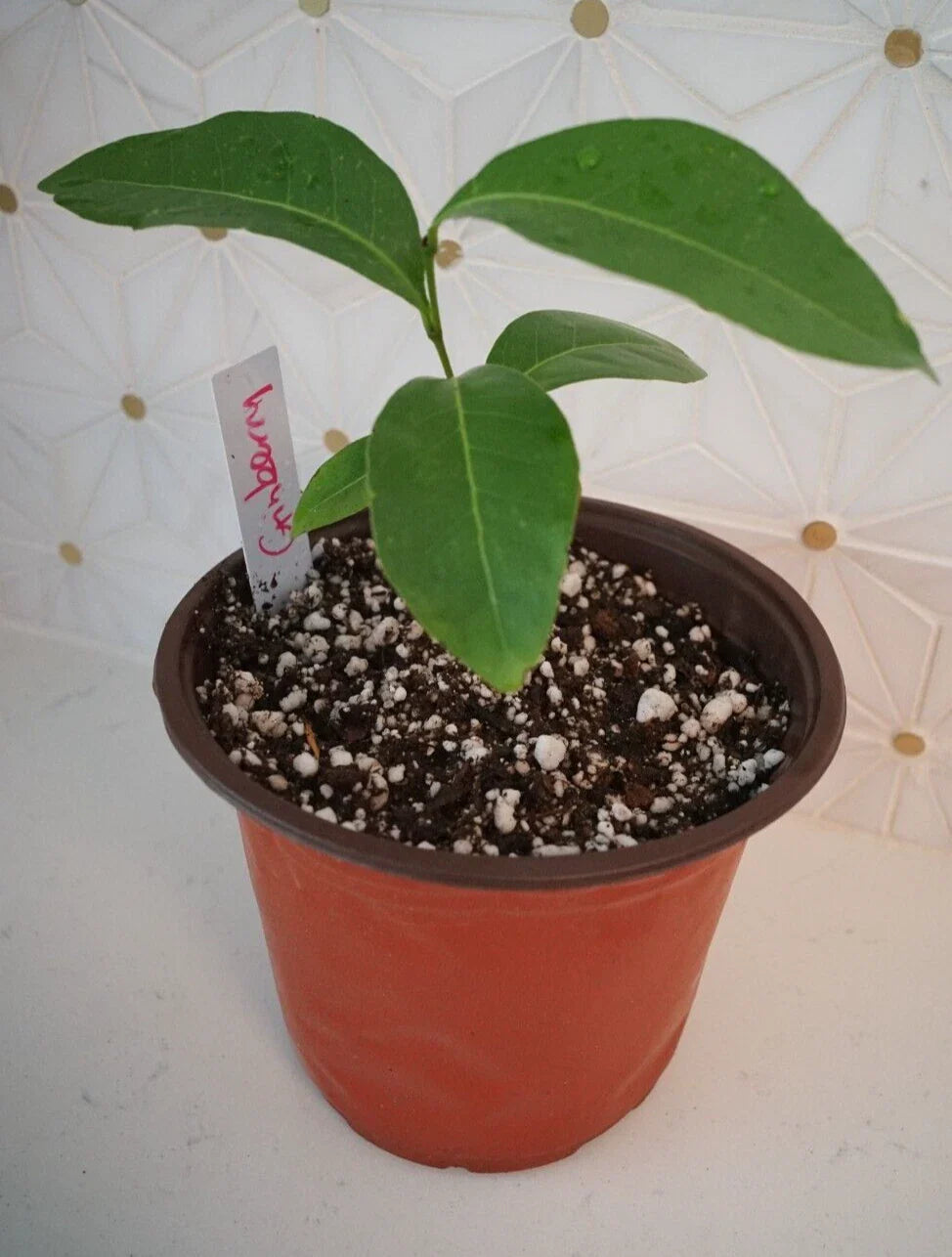 Orange Berry GINBERRY Starter Tree 4-6'' Large Seedling (Glycosmis pentaphylla) - Tropical Fruit Plant