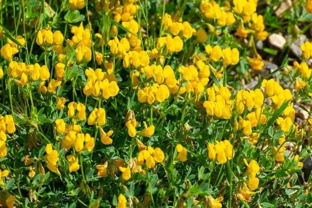 Birdsfoot Trefoil Seed, Forage Legume, 5 Pounds, Ideal for Pasture, Hay, Silage, Lotus corniculatus