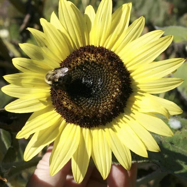 LEMON QUEEN SEEDS - 100+ Large Colorful Rare Wildflower Seeds - Helianthus annuus