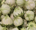 White Roselle Hibiscus 25 Seeds - Hibiscus Sabdariffa - Jamaican Sorrel