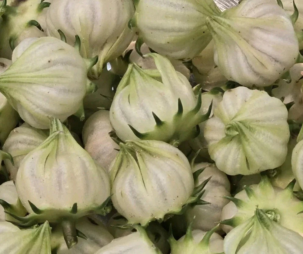 White Roselle Hibiscus 25 Seeds - Hibiscus Sabdariffa - Jamaican Sorrel