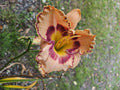 Daylily Plant - Rainbow Rhythm (King of Ages) - Hemerocallis - Colorful Perennial for Garden Landscapes