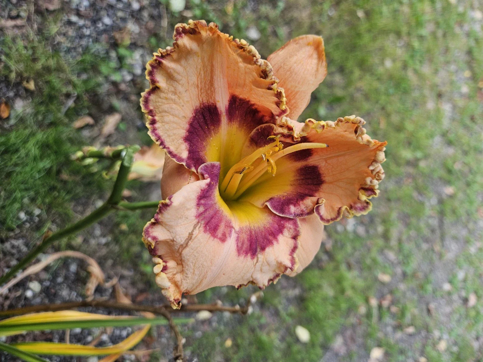 Daylily Plant - Rainbow Rhythm (King of Ages) - Hemerocallis - Colorful Perennial for Garden Landscapes
