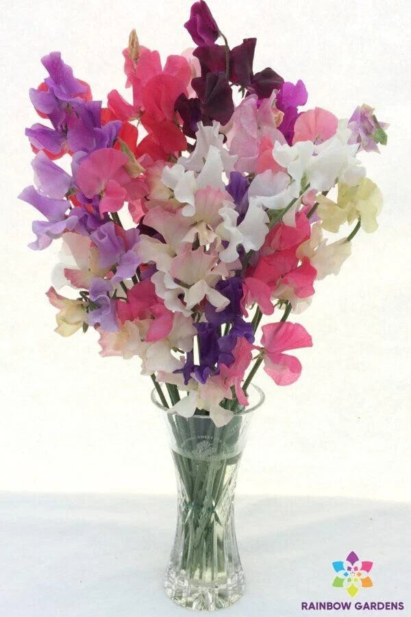 Winter Romance Sweet Pea Seeds - 50+ Pack for Garden Planting - Lathyrus odoratus - USA Grown, FREE SHIPPING