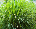 Lemon Grass Seeds 100 Count Organic Caribbean Fever Grass Cymbopogon Flexuosus